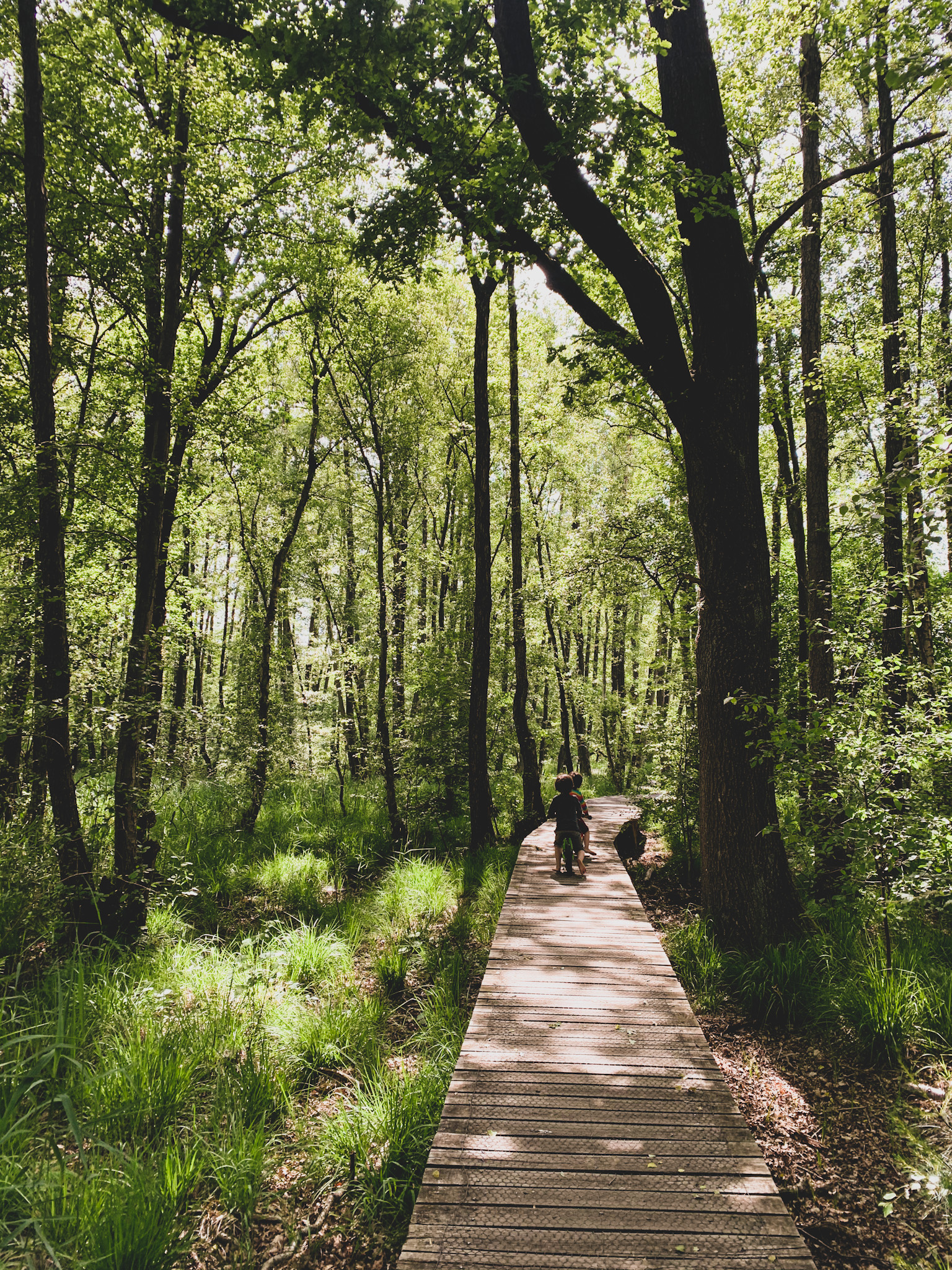Kinder auf einem Holzsteg durch den sonnigen Wald